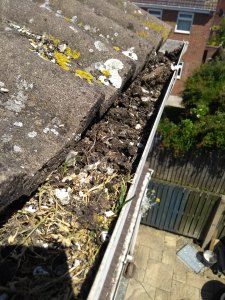 Image is of a gutter full of moss and debris.